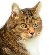 Cat Isolated Pet