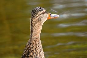Mallard Water Bird Duck