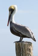 Bird Wildlife Nature