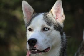 Husky with colored eyes