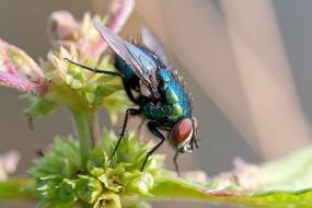 Fly Bluebottle Insect macro photo