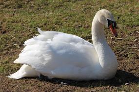 white swan in the field