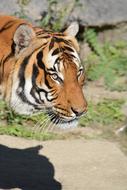 Animal World Cat