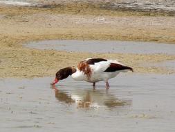 Bird Birdwatching Nature