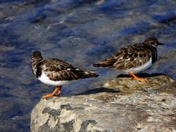 Turnstone Bird Animal