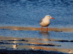 Slender-Billed Gull Bird