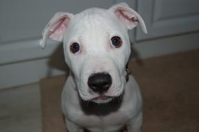 Dog Cute Mammal