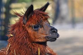 funny alpaca brown