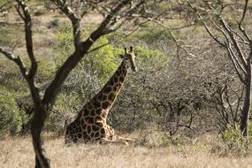 Africa Animal Safari