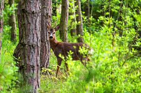 Deer Animal