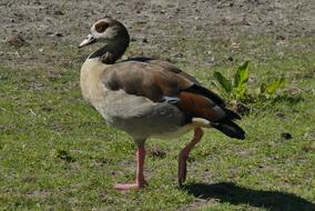 Nile Goose Bird Feathers