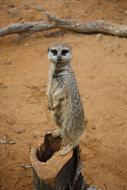 Mammal Wildlife Nature