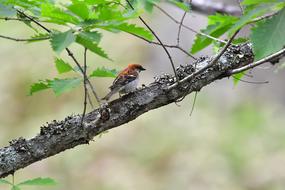 Bird Wild Animals Natural