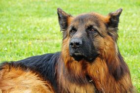 Dog Schäfer German Shepherd