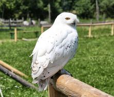 Bird Nature Animal World