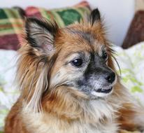 funny puppy with his mouth open