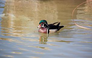 Water Bird Wood Duck