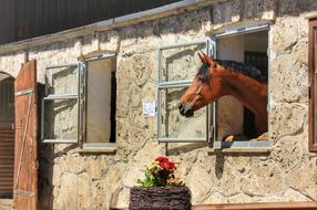 horse looking from House Window