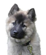 Fluffy puppy on a white background