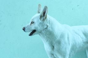 Dog Background Animals