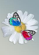 Daisy Butterfly Insect