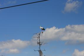 Sky Bird Stork