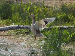 Duck Bird Animal