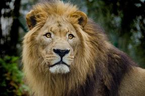 Lion Cat Big