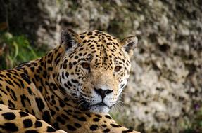 Jaguar Panter Big Cat South