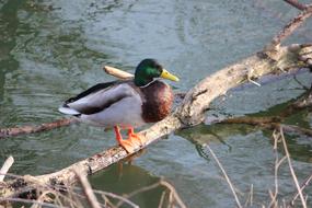 Bird Nature Animal World