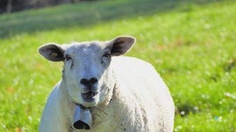 Animal Sheep Nature