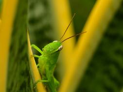 Grasshopper Green Hopper Antenna