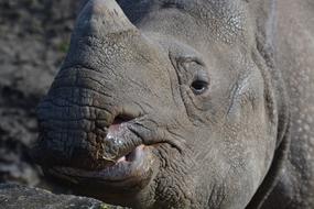 Rhino Animal World