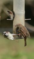 Bird Wildlife Nature