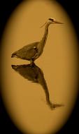 Bird No Person