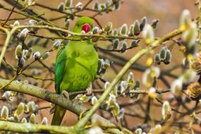 Bird Parakeet Necked