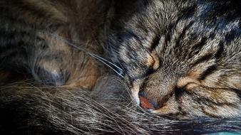 Cat Peace Of Mind
