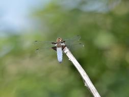 Insect Dragonfly Nature