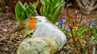 Bird Robin in the garden