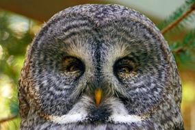 Owl Great Grey Head