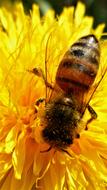 Insect Nature Bee