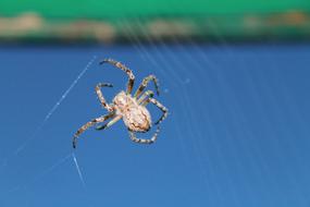 Spider Insect Krupnyj Plan