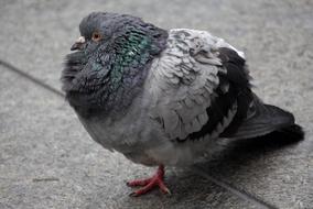 Bird Feather Pigeon