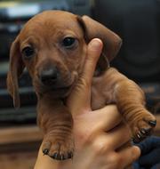 Dog Canine Mammal
