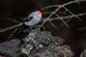 Natural Outdoors Bird Wild