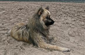 dirty dog on the beach