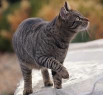 Cat Psychiatric Tiger