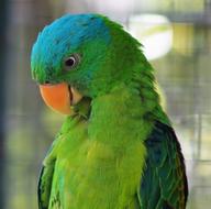 Parrot Bird Tropical