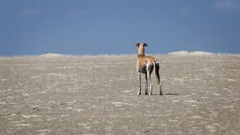 Greyhound Dog Wide