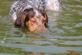 Dog Diving